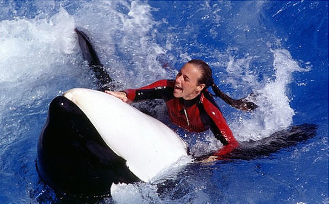 Dawn Brancheau trong một màn biểu diễn với cá voi sát thủ tại công viên SeaWorld. Ảnh: Wikimedia Commons