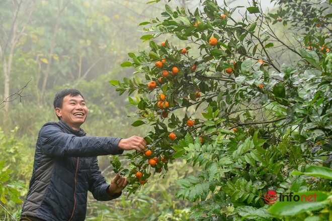 Hái loại quả nghe tên đã không muốn ngửi đem bán, nhẹ nhàng thu nhập chục triệu - Ảnh 6.