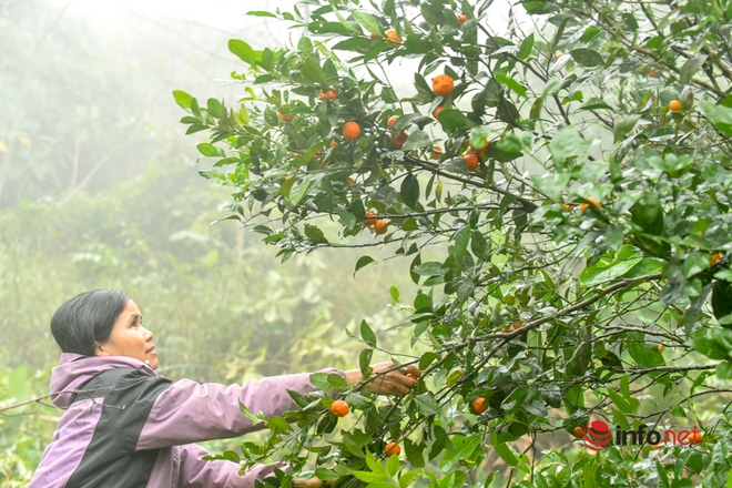 Hái loại quả nghe tên đã không muốn ngửi đem bán, nhẹ nhàng thu nhập chục triệu - Ảnh 7.