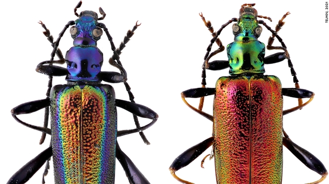 Từ bọ cánh cứng tới diệc địa ngục, điểm lại những loài mới được phát hiện năm 2021 - Ảnh 3.