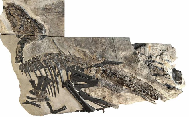 “Bruno”, bộ xương lớn nhất trong số các hóa thạch khủng long được phát hiện