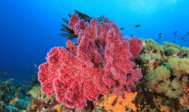 Tiếng kêu cứu từ các rạn san hô phía Tây Ấn Độ Dương - Ảnh 1.