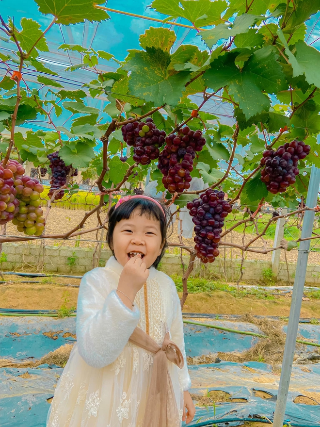 Liều mình trồng loại cây này, chủ vườn ngỡ ngàng khi nhiều người đến giành nhau mua - Ảnh 9.