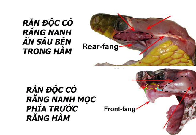 Nông dân đi bắt rắn đêm thì bất ngờ đụng trúng thú dữ độc hơn cả hổ mang chúa: Đó là gì? - Ảnh 4.