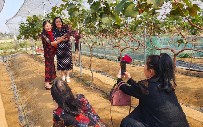 Liều mình trồng loại cây này, chủ vườn ngỡ ngàng khi nhiều người đến giành nhau mua - Ảnh 8.