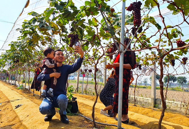 Liều mình trồng loại cây này, chủ vườn ngỡ ngàng khi nhiều người đến giành nhau mua - Ảnh 3.