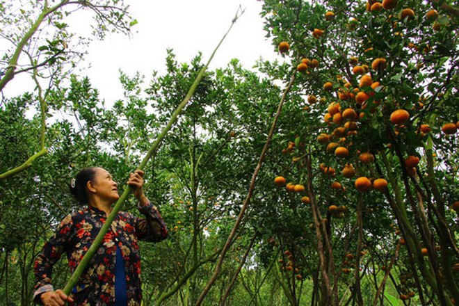 Lai Vung: Thêm 1 mùa quýt buồn - Ảnh 1.