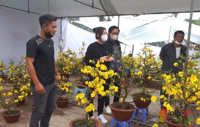 Chuyện người trồng mai Tết doanh thu hàng chục tỷ đồng mỗi năm, chỉ bán 1 cây đủ tiền xây biệt thự - Ảnh 2.