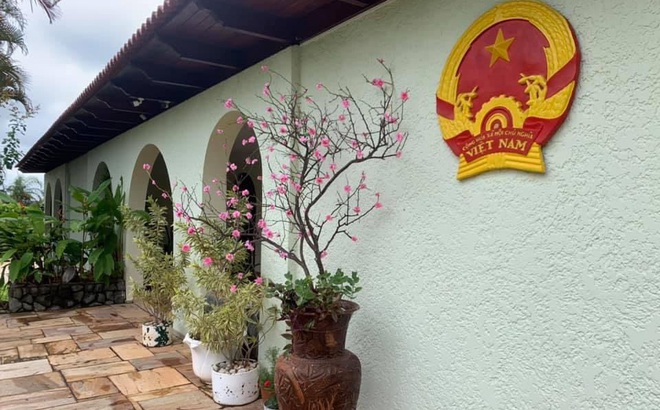 Hoa đào tại Đại sứ quán Việt Nam ở Brazil.