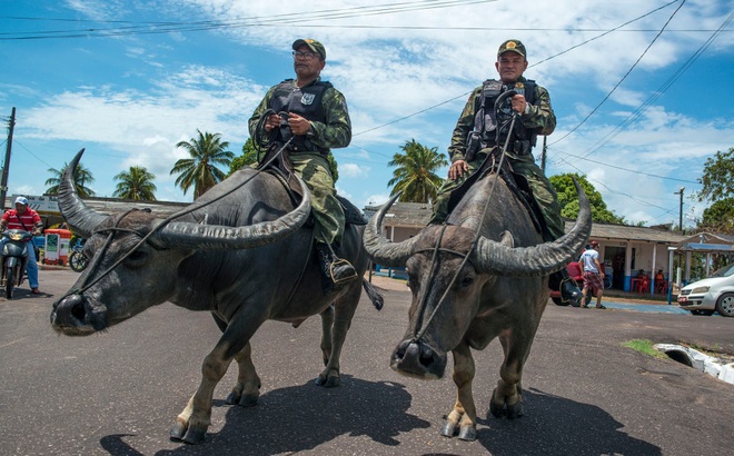 Quân cảnh cưỡi trâu trên hòn đảo Marajo (Brazil). Ảnh: Fernando Sette/CATERS NEWS