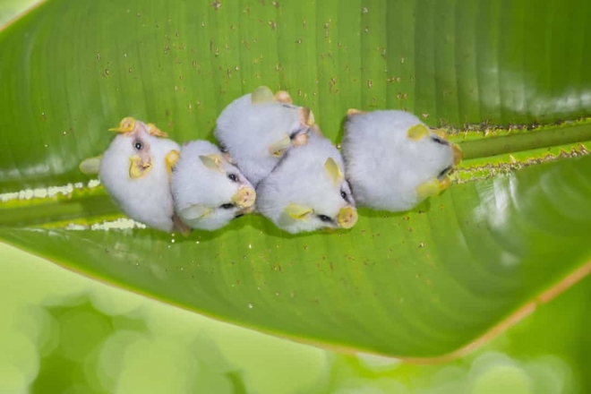 Những loài động vật kỳ lạ nhất thế giới có thể bạn chưa từng biết tới - Ảnh 14.