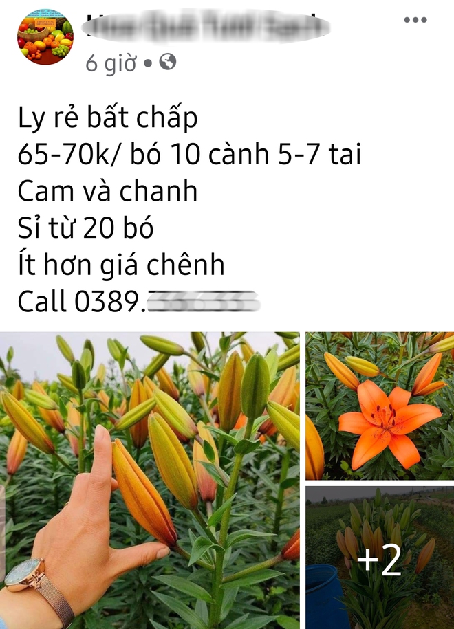 Hoa ly hàng xịn giảm giá sập sàn rẻ như rau, 7.000 đồng/cành sau Tết - Ảnh 2.