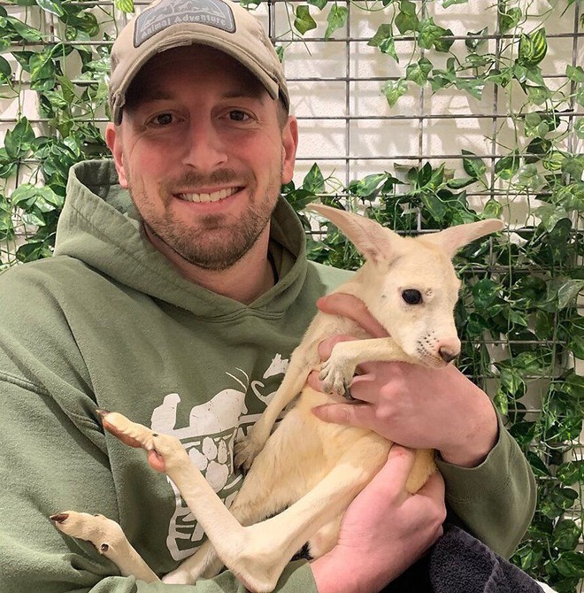 Ngược đời chuột túi nâu đỏ sinh con trắng toát - Ảnh 1.