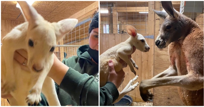 Ngược đời chuột túi nâu đỏ sinh con trắng toát - Ảnh 2.