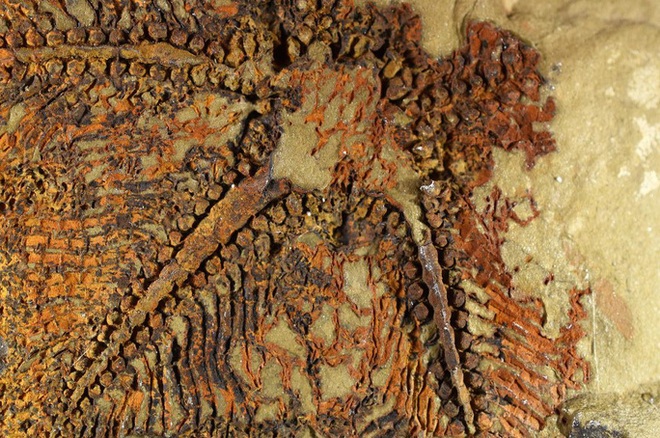 Phát hiện bất ngờ từ sinh vật 5 tay, 480 triệu tuổi niêm phong trong đá - Ảnh 1.