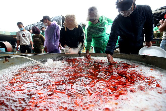 Tấp nập chợ cá lớn nhất Hà Nội trước ngày ông Công ông Táo - Ảnh 1.