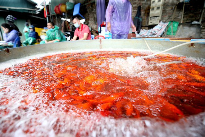 Tấp nập chợ cá lớn nhất Hà Nội trước ngày ông Công ông Táo - Ảnh 2.