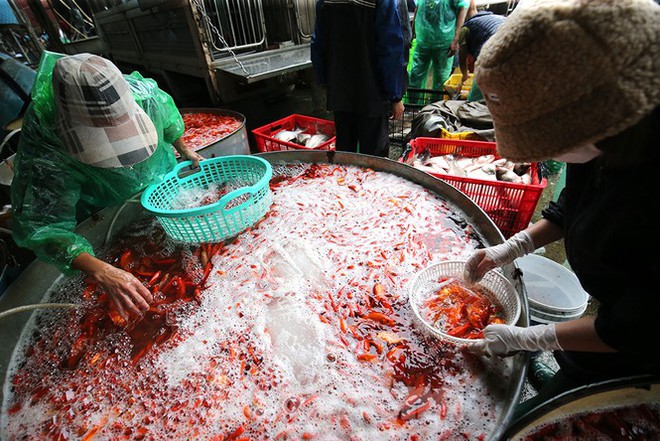 Tấp nập chợ cá lớn nhất Hà Nội trước ngày ông Công ông Táo - Ảnh 11.