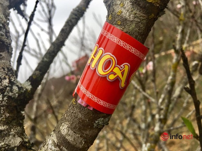 Hoa đào, mận Sơn La giá siêu rẻ, về Hà Nội giá tiền triệu - Ảnh 12.