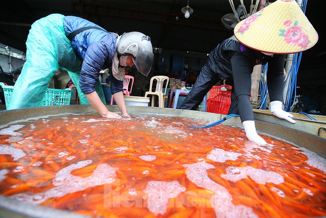 Tấp nập chợ cá lớn nhất Hà Nội trước ngày ông Công ông Táo - Ảnh 12.