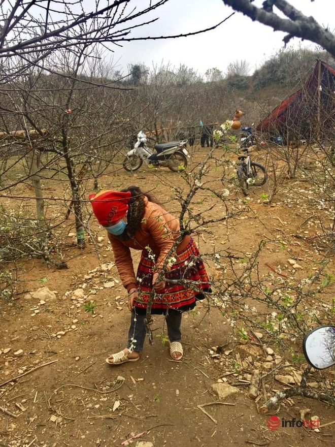 Hoa đào, mận Sơn La giá siêu rẻ, về Hà Nội giá tiền triệu - Ảnh 14.