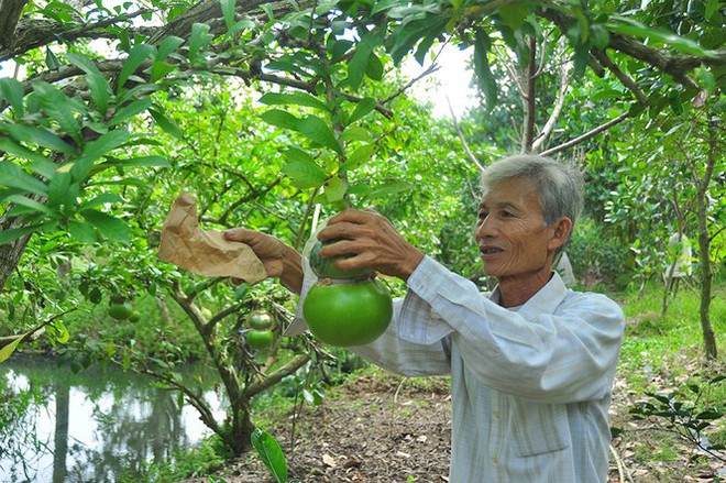 Đào tiên hồ lô độc nhất vô nhị ở miền Tây - Ảnh 3.