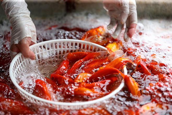 Tấp nập chợ cá lớn nhất Hà Nội trước ngày ông Công ông Táo - Ảnh 5.