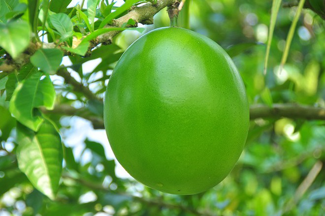 Đào tiên hồ lô độc nhất vô nhị ở miền Tây - Ảnh 6.