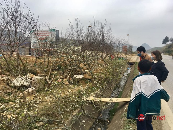 Hoa đào, mận Sơn La giá siêu rẻ, về Hà Nội giá tiền triệu - Ảnh 7.