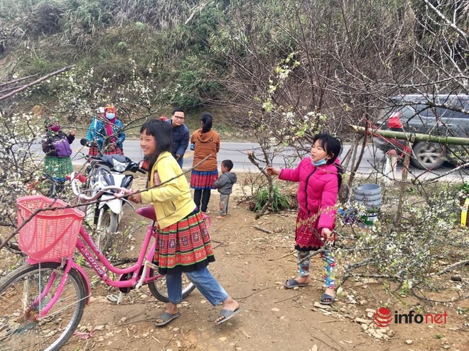 Hoa đào, mận Sơn La giá siêu rẻ, về Hà Nội giá tiền triệu - Ảnh 9.