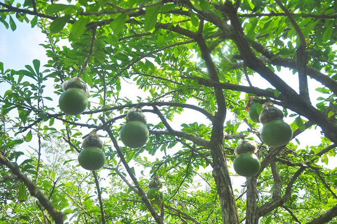 Đào tiên hồ lô độc nhất vô nhị ở miền Tây - Ảnh 9.