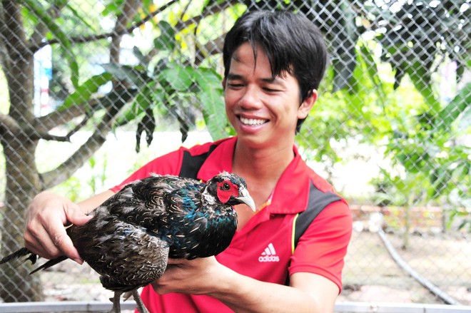 Trang trại nuôi chim trĩ và gà Quý Phi độc đáo ở Cần Thơ - Ảnh 1.