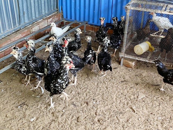 Trang trại nuôi chim trĩ và gà Quý Phi độc đáo ở Cần Thơ - Ảnh 4.