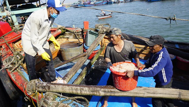 Ngư dân Bình Định kiếm tiền triệu chỉ sau vài giờ ra khơi - Ảnh 1.