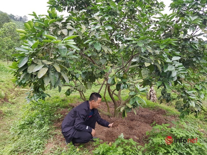 Về quê, bán hết vàng cưới, cặp vợ chồng trẻ trồng bưởi sinh thái, nuôi ong làm giàu - Ảnh 2.