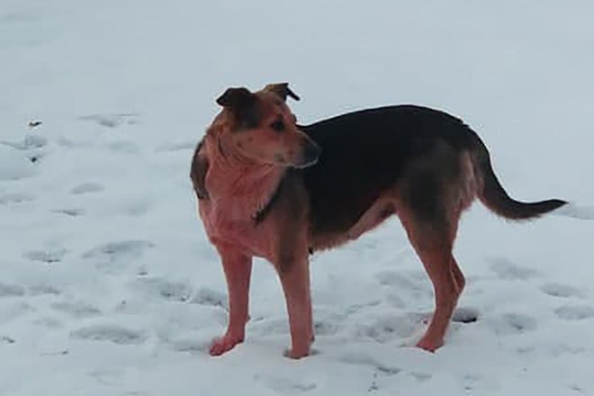 Bí ẩn về đàn chó có bộ lông chuyển sang màu hồng xanh bất thường - Ảnh 4.