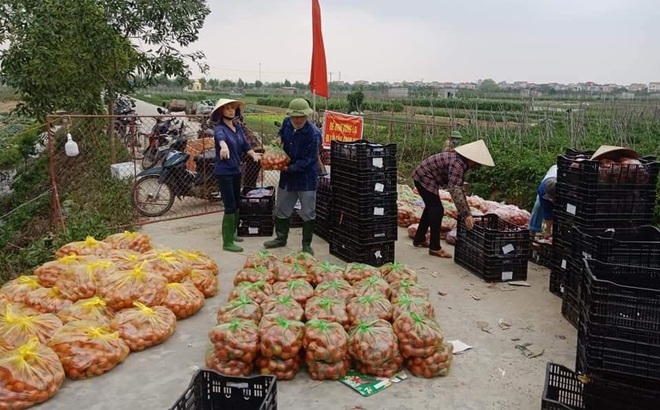 Sở Nông nghiệp và Phát triển nông thôn tỉnh Hải Dương, lượng nông sản trong dân cần tiêu thụ ngay còn nhiều.