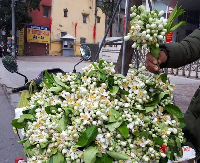 Hoa bưởi đầu mùa giá chát, chủ sạp bỏ quả bán hàng chục cân hoa, thu tiền triệu mỗi ngày - Ảnh 1.
