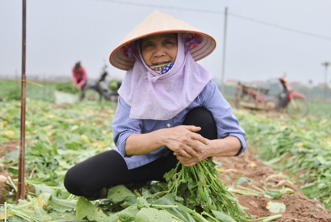  Cận cảnh người dân Hà Nội nhổ bỏ hàng trăm tấn củ cải vì không bán được  - Ảnh 2.