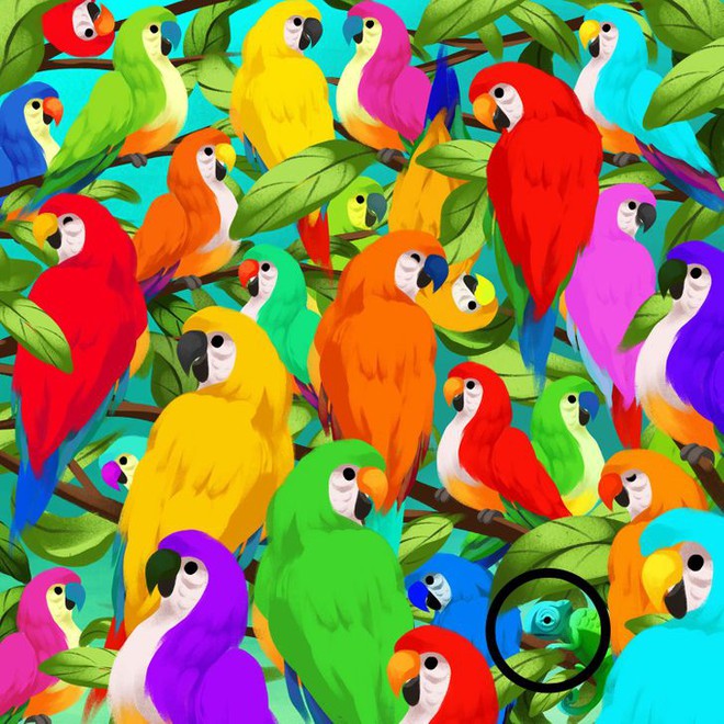 Thách thức thị giác 3 giây: Đố bạn tìm ra con tắc kè hoa trong đàn vẹt nhiều màu sắc - Ảnh 2.
