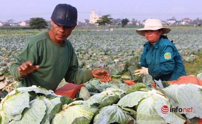 Bán cả xe 200-300 bắp cải được 100 nghìn đồng, dân Nghệ An ‘khóc ròng’ - Ảnh 1.