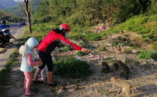 Cho khỉ hoang dã ăn sẽ tạo ra nhiều hậu quả