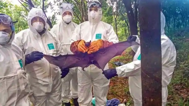 Cảnh báo virus Nipah gây phù não và tỷ lệ tử vong cao gấp 75 lần COVID-19 - Ảnh 2.