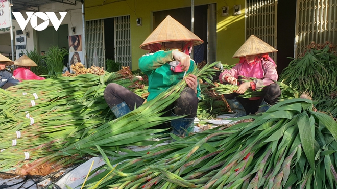 Giá rẻ không ai mua, người trồng hoa lay ơn Lâm Đồng lao đao - Ảnh 1.