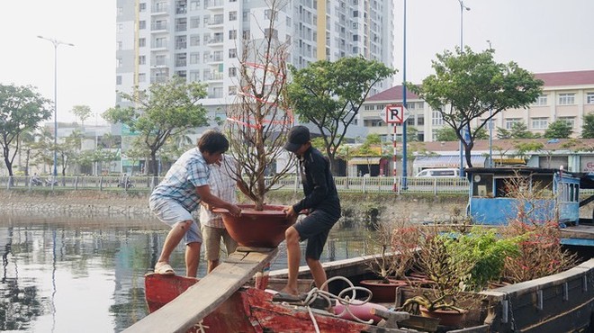 Sôi động cảnh hoa Tết miền Tây theo ghe lên thành phố - Ảnh 3.