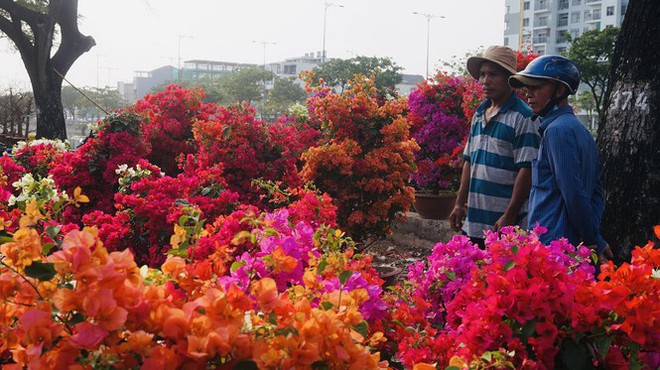 Sôi động cảnh hoa Tết miền Tây theo ghe lên thành phố - Ảnh 5.