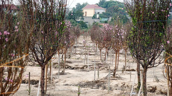 Người dân Chí Linh trước nguy cơ mất trắng vụ đào Tết vì COVID-19 - Ảnh 1.