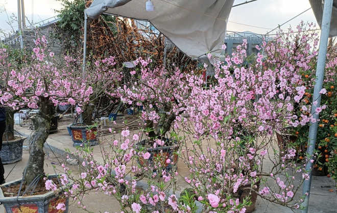 Hoa đào độc lạ lần đầu xuất hiện ở Thanh Hóa - Ảnh 2.