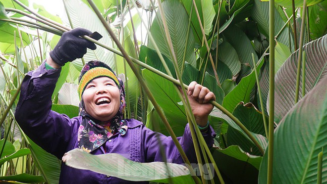 Những ngày bận rộn nhất trong năm của làng lá dong Tràng Cát - Ảnh 2.