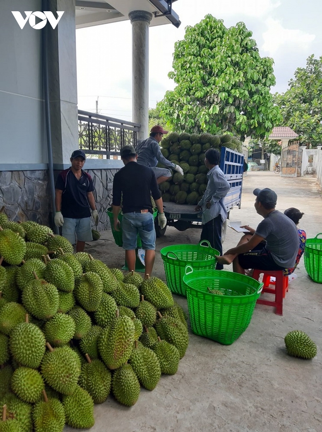  Vui tết tại các nhà vườn tỷ phú sầu riêng ở Tiền Giang  - Ảnh 2.